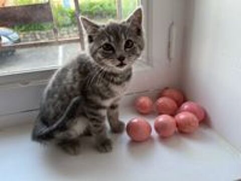   Donne chaton 