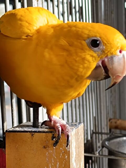 capacitaire c&egrave;de guaroubas 1500 79000 Niort