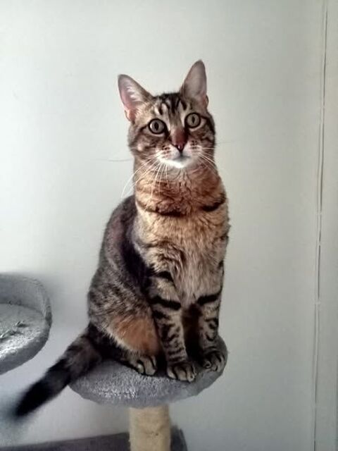 Chat MINOU à l adoption 180 07000 Saint-priest