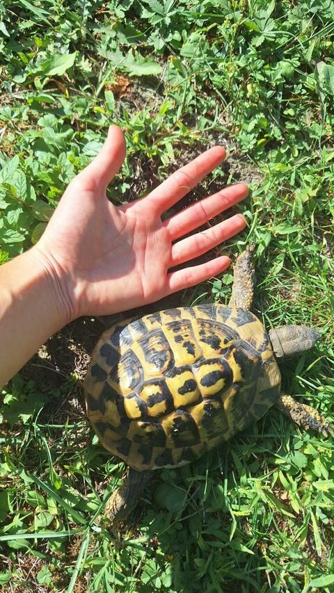 Tortue 8 ans 150 95660 Champagne-sur-oise