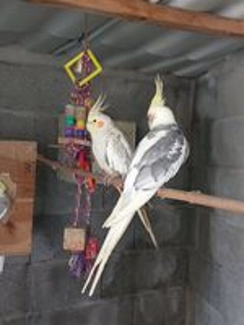   Couple de calopsiites 