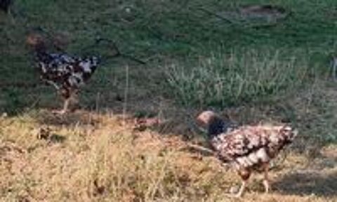   poules Sussex tricolores 