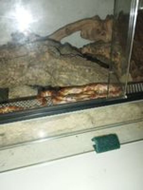   Serpent et vivarium  