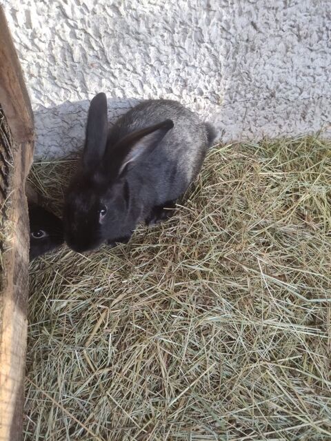 lapin papillon 10 33125 Saint-magne