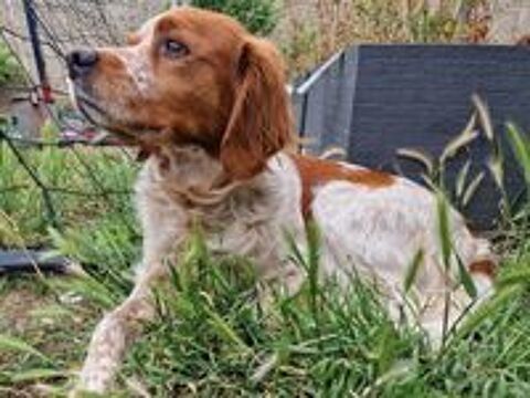   Cane Corso et Epagneul Breton mix beagle 6ans 