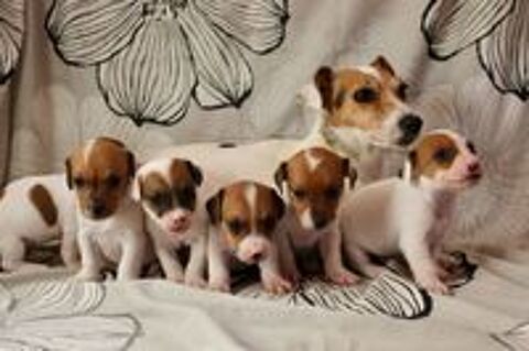   Chiots jack russel Terrier  