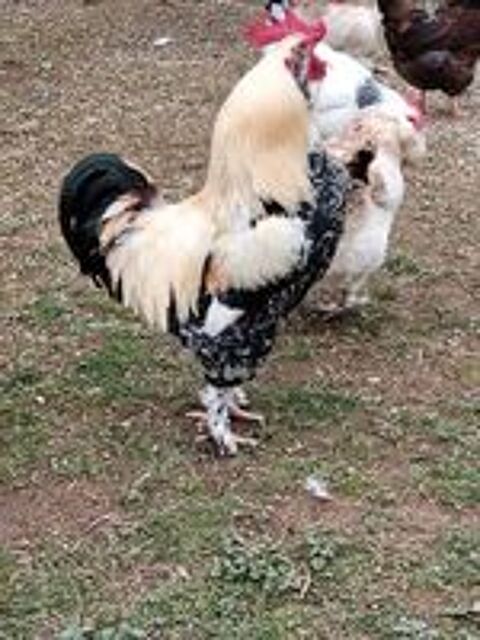   Coq FAVEROLLES 
