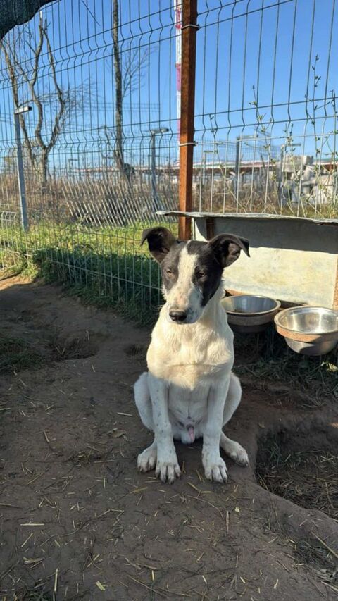 OLLY croisé male né le 05/06/2025 300 72200 Le bailleul