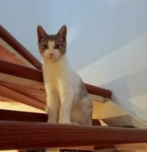   ELVIS 