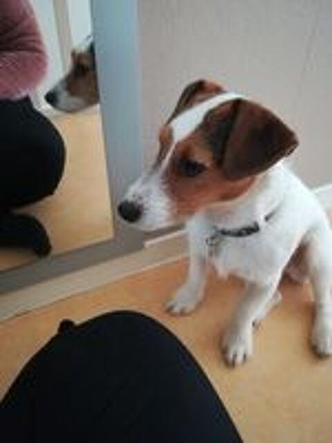   don/adoption de deux gentils chiens 