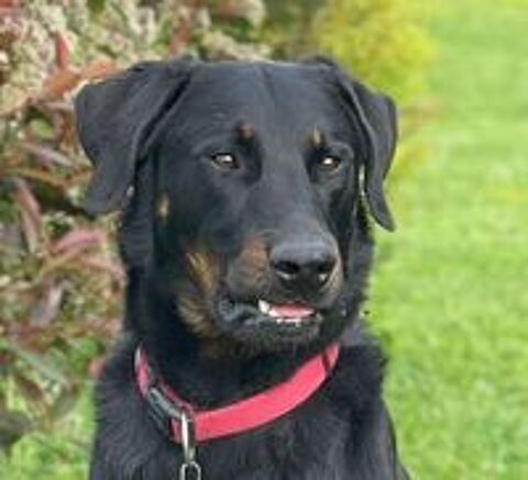   Beauceron cot 4, Dys A/A, coudes 0, PL-1-n/n, pour saillie 