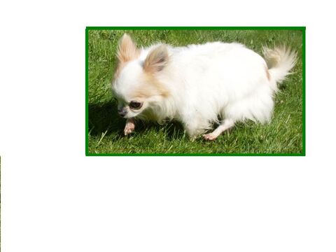 Mini chiots chihuahuas LOFS 1100 95000 Cergy