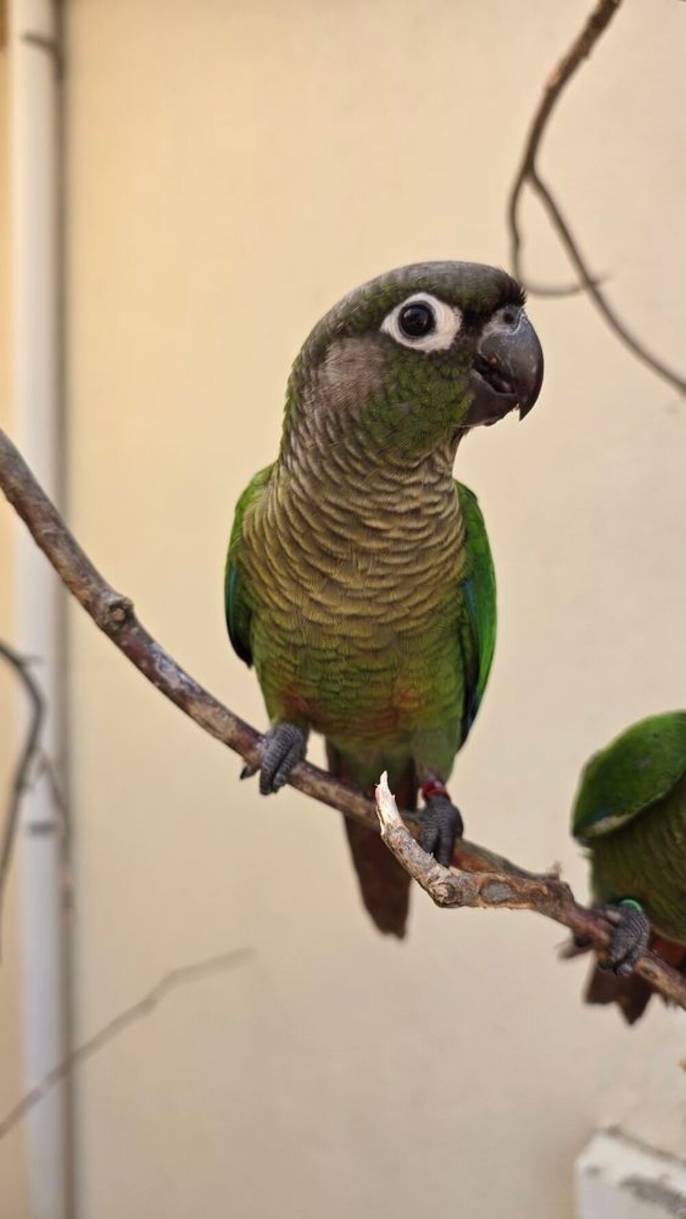   3 bébés conures  
