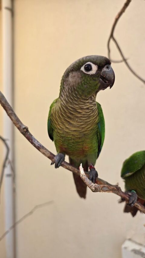 3 b&eacute;b&eacute;s conures  
180 28190 Courville-sur-eure