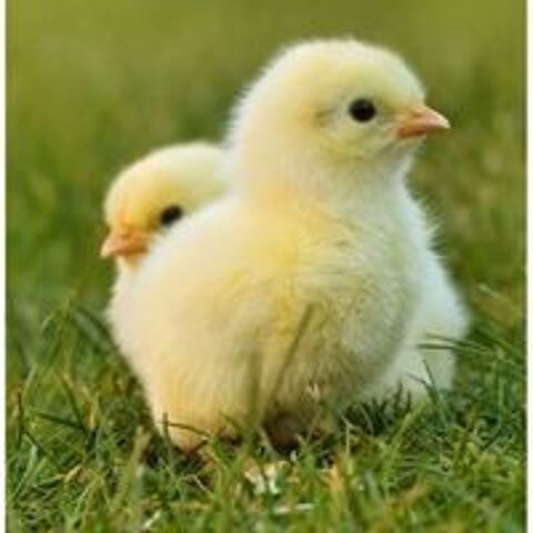   poussins  