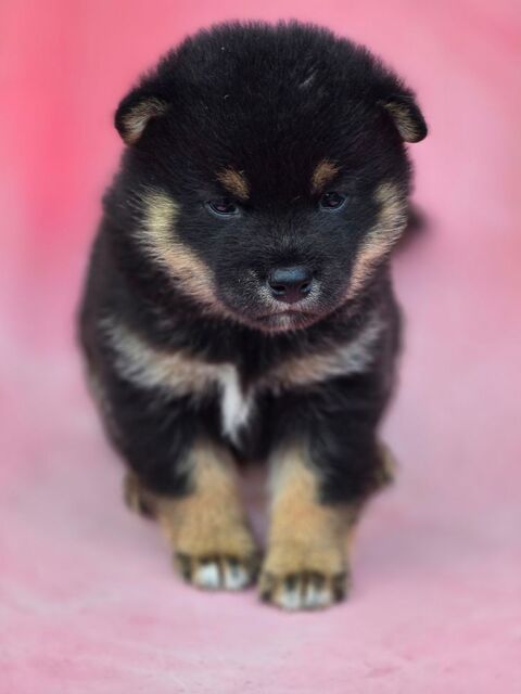 Chiot shiba male noir et feu 1300 31170 Tournefeuille