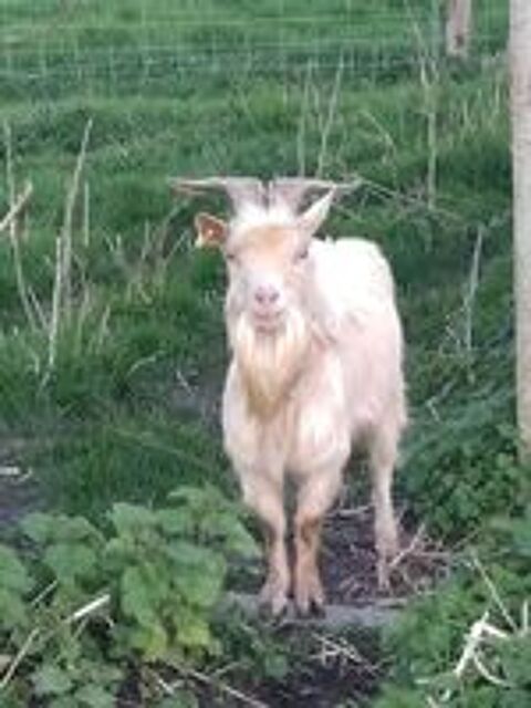   Opeth, bouc nain à adopter 