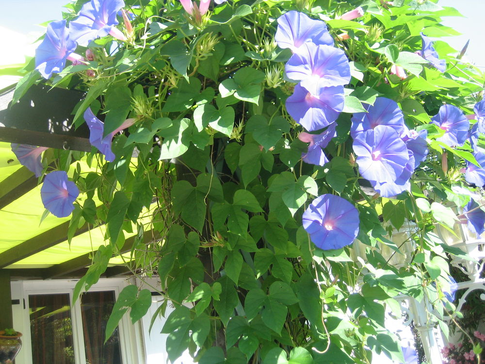 jolie fleur ipom&eacute;e bleue et rare Jardin