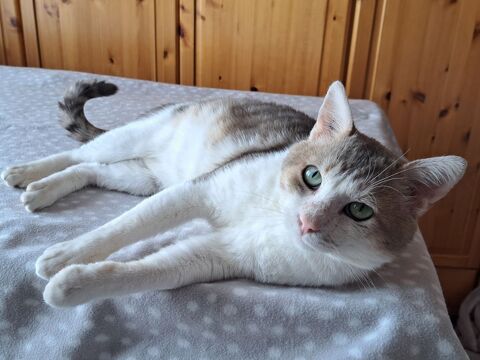 GRISBI CHAT TIGRE BLANC 5 ANS 1/2 195 92260 Fontenay-aux-roses