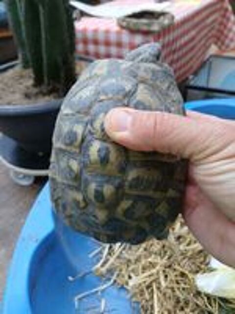   Belle tortue mâle de jardin de 17 ans  
