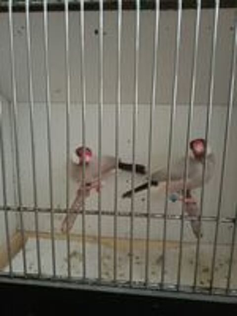   Oiseaux exotiques paddas  