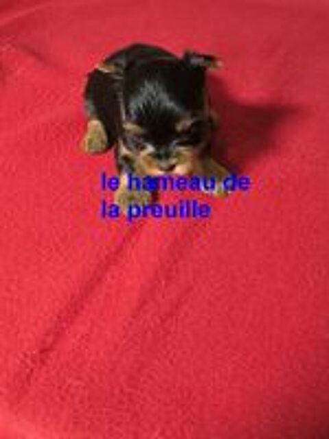  CHIOTS YORKSHIRE 