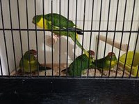   PERRUCHE DE SPARMANN (KAKARIKI VERT PANACHE JAUNE 