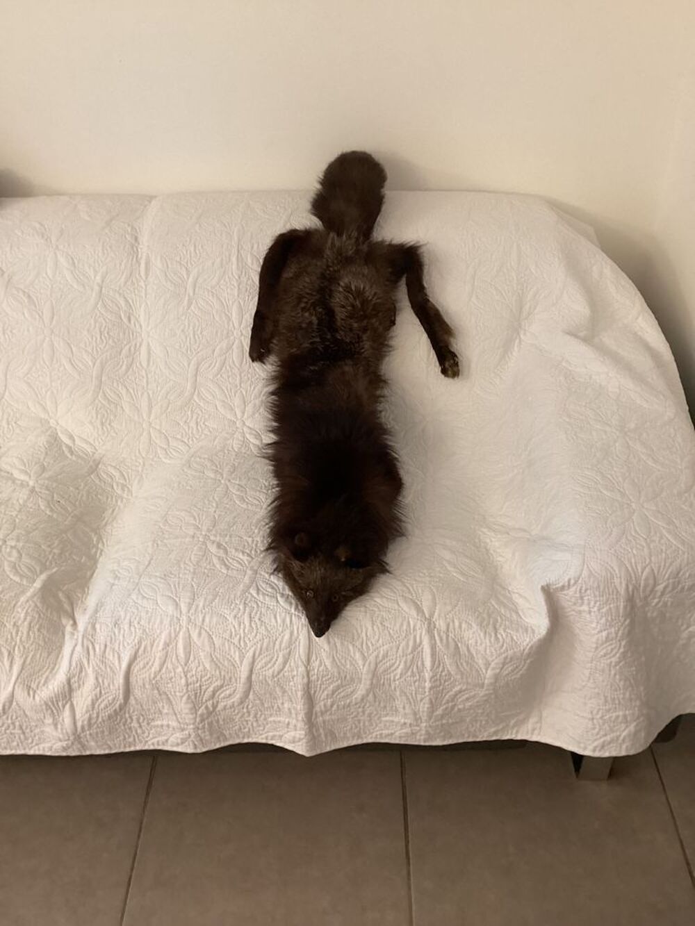 &Eacute;tole renard V�tements