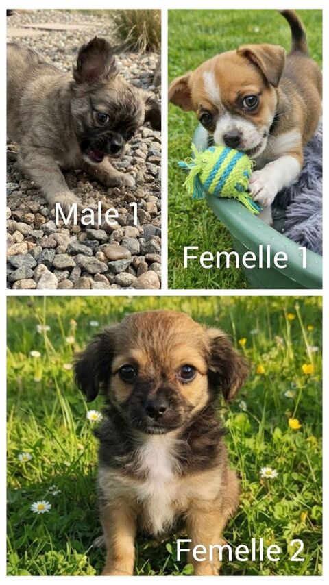 Chihuahua femelles m&acirc;le poils courts poils longs et m&acirc;le 600 02260 La capelle