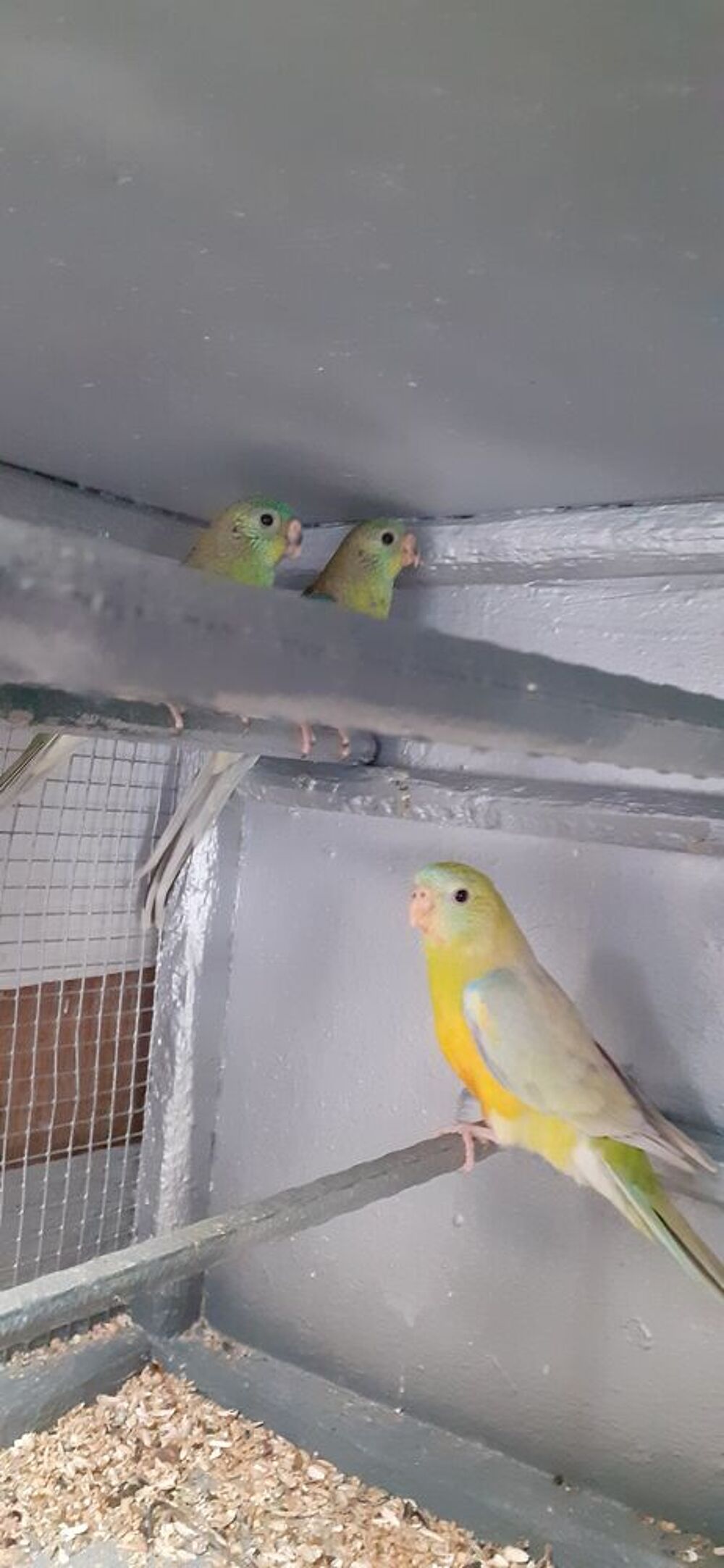   OISEAUX DE CAGES ET DE VOLIÈRES  