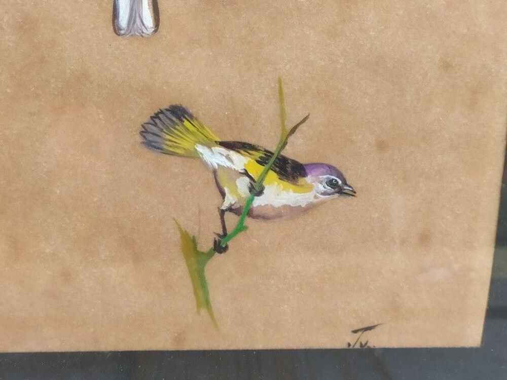 Tableau Ornithologie Oiseau Cardinal &agrave; Poitrine Rose Sign&eacute; Décoration