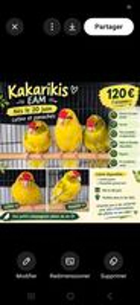   Perruche kakariki eam 