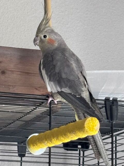 Calopsittes
60 20090 Ajaccio