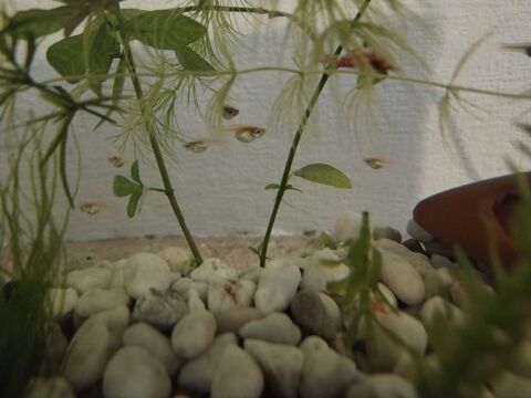  Gupilles m&acirc;le et femelle  0 68000 Colmar