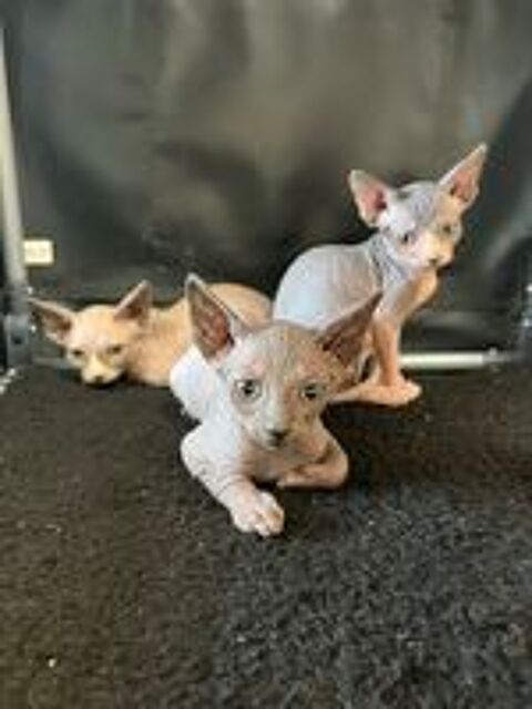   chatons sphynx 