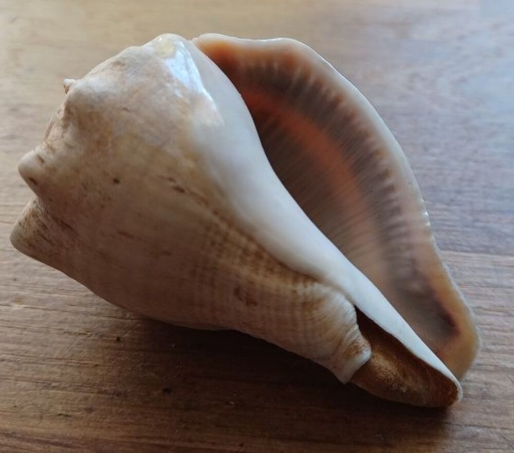 Coquillage Volema Paradisiaca (Avec blessure cicatris&eacute;e) 