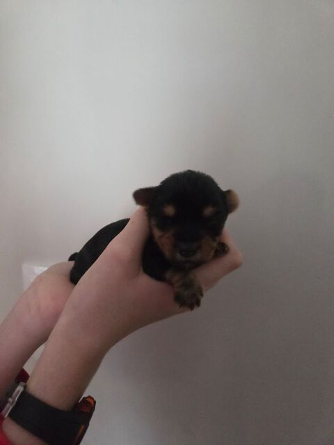 R&eacute;servation chiot Yorkshire terrier et chiot Yorkshire biwer 1500 54220 Malz�ville