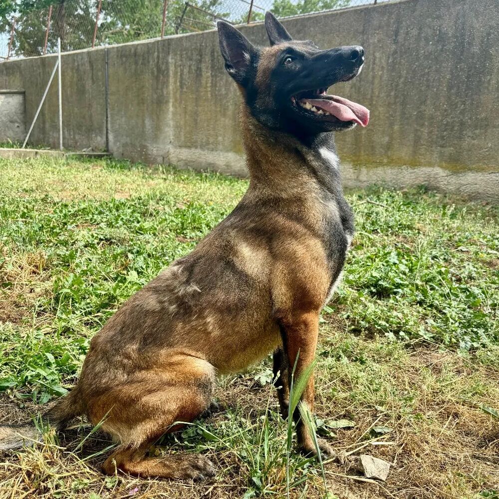   ALIZEE, malinoise, 4 ans 