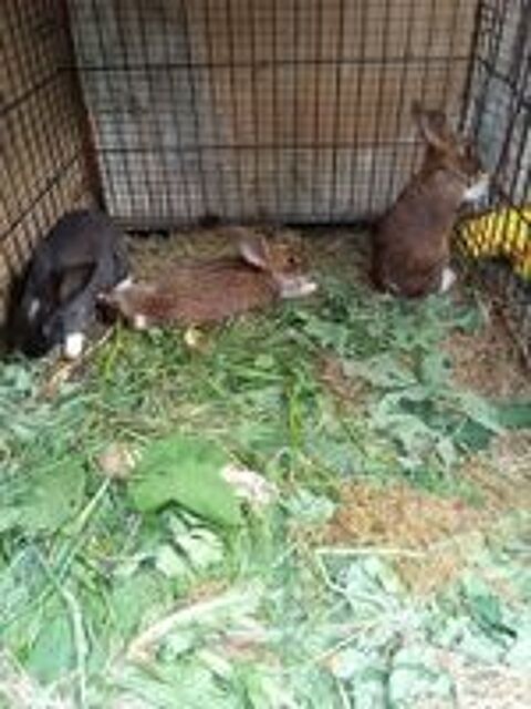   Lapin 