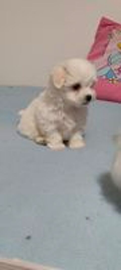   Bichon maltais non lof 