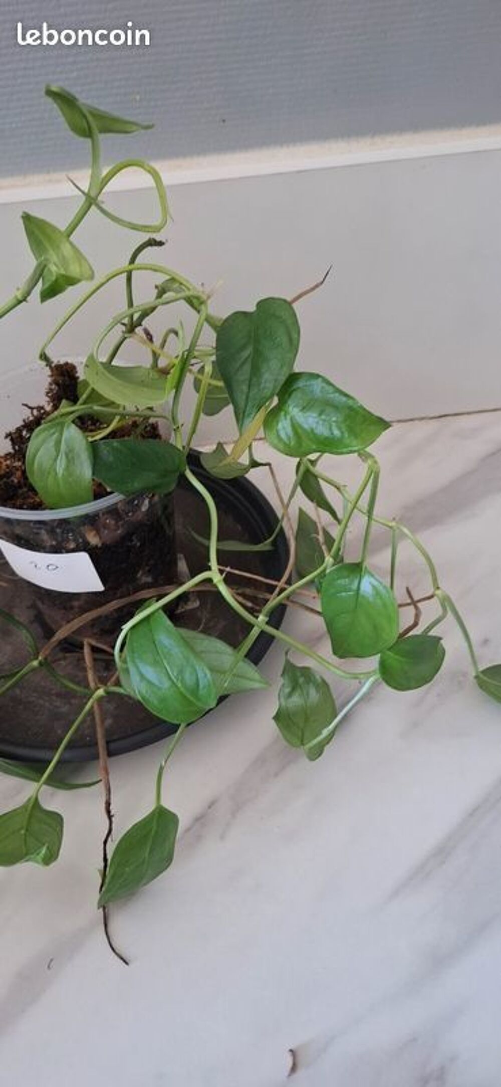 Monstera obliqua colombie bouture 20 Décoration