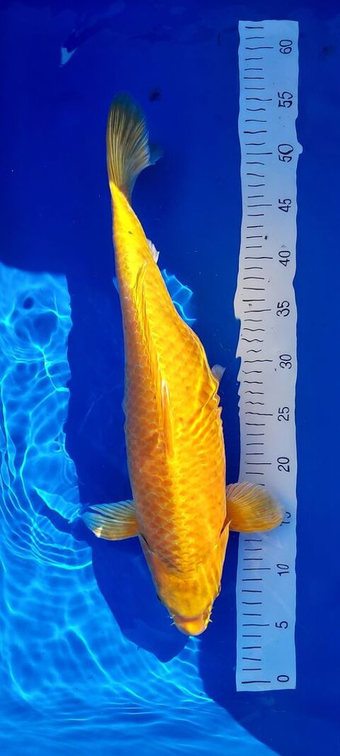 CARPE KOI 200 30129 Manduel