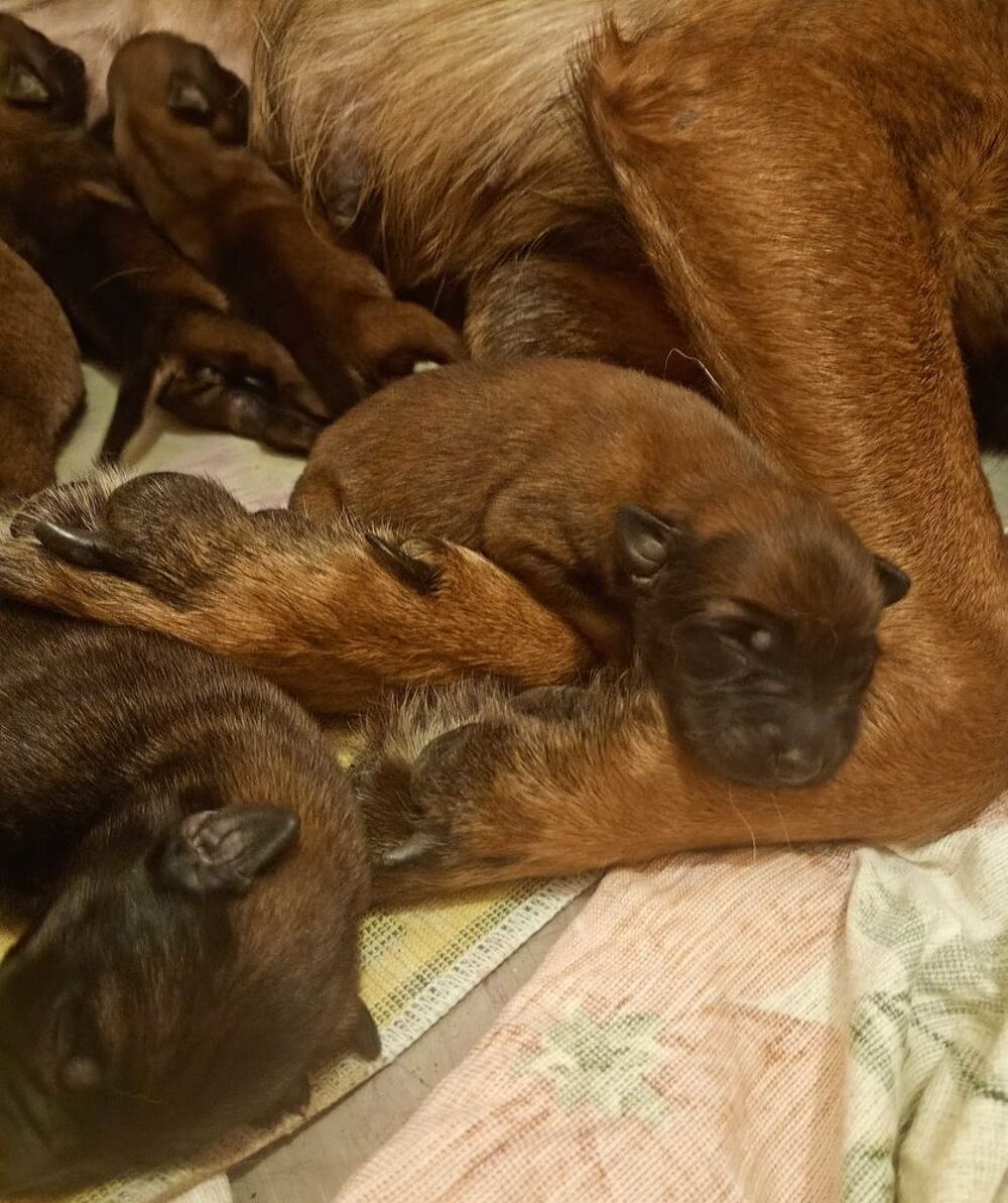   chiot a réservé 