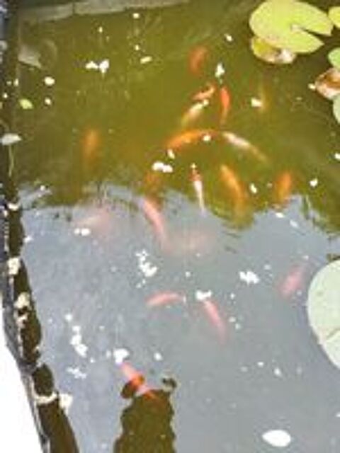   Poussins rouges  