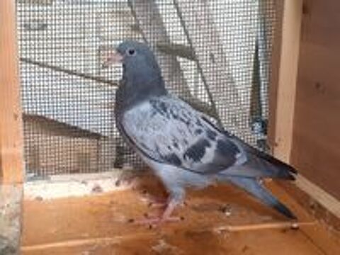   JEUNES PIGEONS TYPE VOYAGEUR  DE  COULEUR  BLEUE 