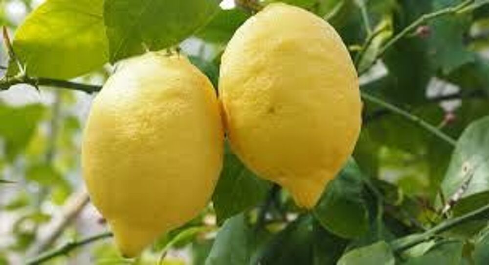citronnier Jardin
