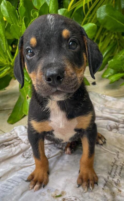 Dwalin, mâle croisé berger, né le 15/04/2025&#128054; 300 78000 Versailles