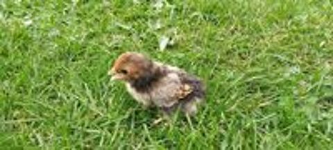   Poussins sebright doré  