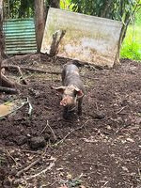   Cochons 