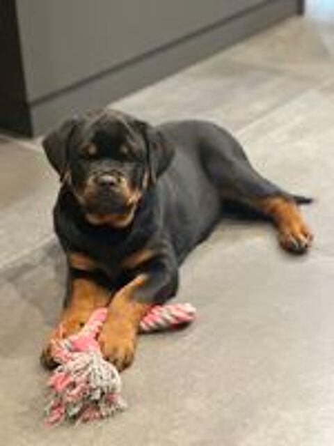   Femelle ROTTWEILER LOF gros gabarit  